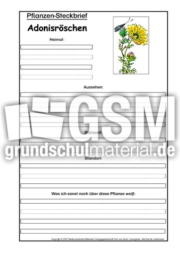 Pflanzensteckbrief-Adonisröschen.pdf